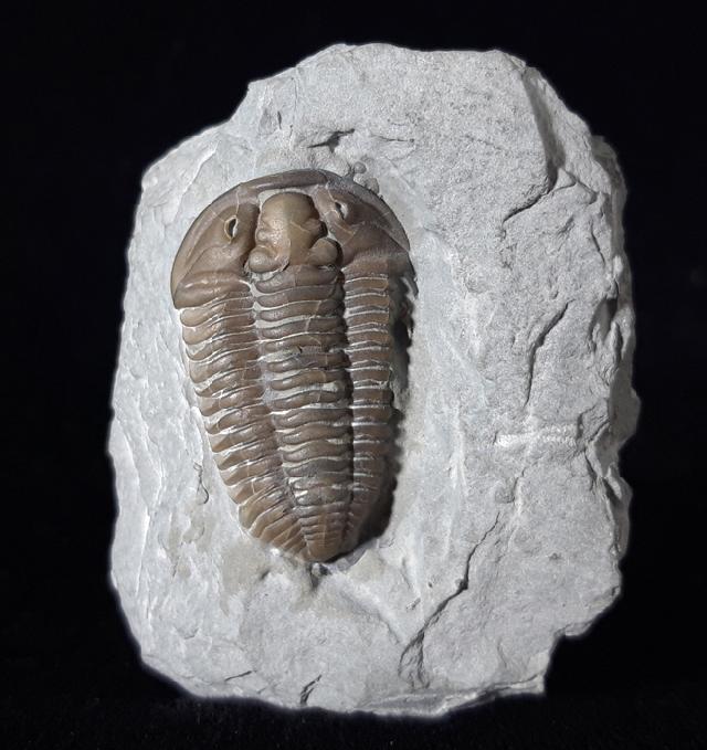 Flexicalymene meeki (FOERSTE 1910) - Bild © FossNet FossilienStore